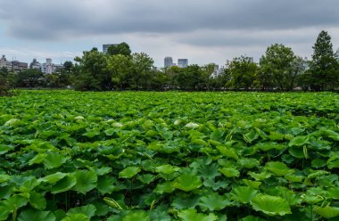 Güzel göller gizli Ueno Park Tokyo yeşil bitkiler ile