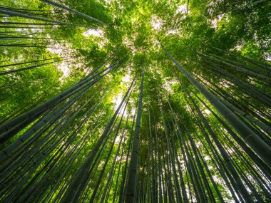 Bambu orman Japonya - eğlence için harika bir yer