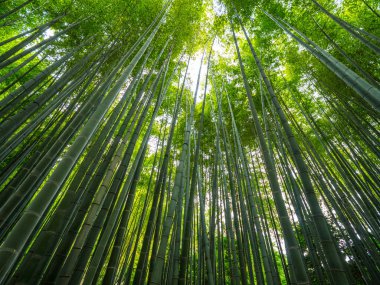 Bambu orman Japonya - eğlence için harika bir yer