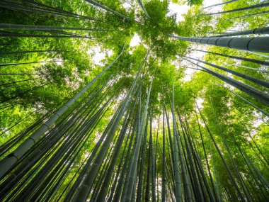 Kamakura bambu ormanında inanılmaz geniş açı bakış