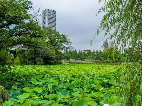 Krásná jezera covert s zelenými rostlinami v Ueno Park Tokyo — Stock fotografie