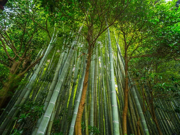 Bamboo Forest in Japan - een prachtige plaats voor recreatie — Stockfoto