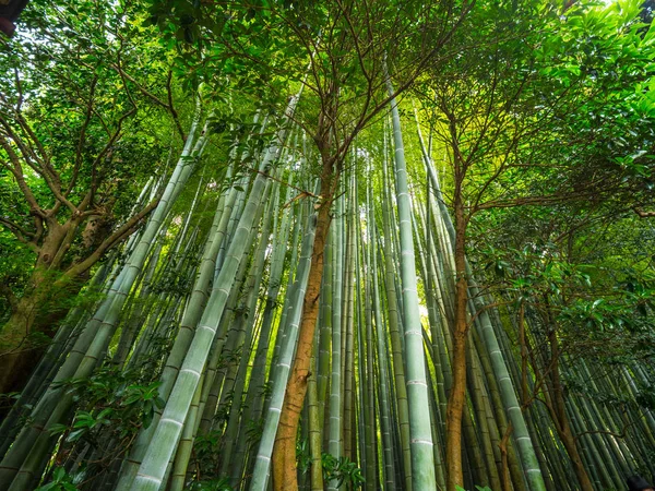 Wysoki bambusowe drzewa Kamakura - cudowne miejsce — Zdjęcie stockowe