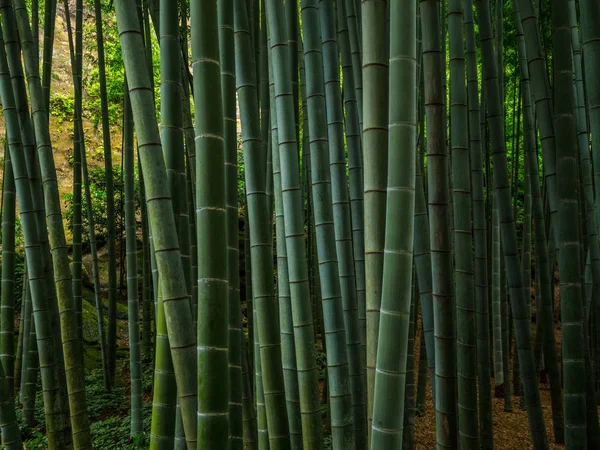 Bamboo Forest in Japan - a wonderful place for recreation