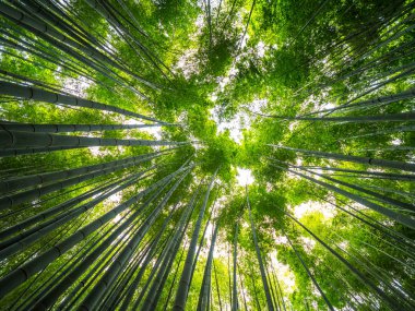 Bir Japon ormandaki yüksek bambu ağaçları