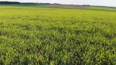 Güzel doğa - drone uçuş ilkbaharda çiçek açan alanları üzerinde