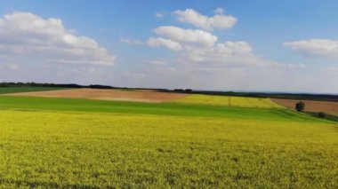 Bir rapefield ülkede - güzel havadan görüntüleri üzerinde uçuş