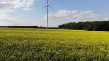 Bir rapefield ülkede - güzel havadan görüntüleri üzerinde uçuş