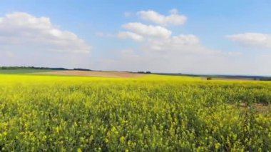 Güneşli bir günde - hava uçuş sahne çiçek açan rapefields