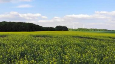 Bir rapefield ülkede - güzel havadan görüntüleri üzerinde uçuş