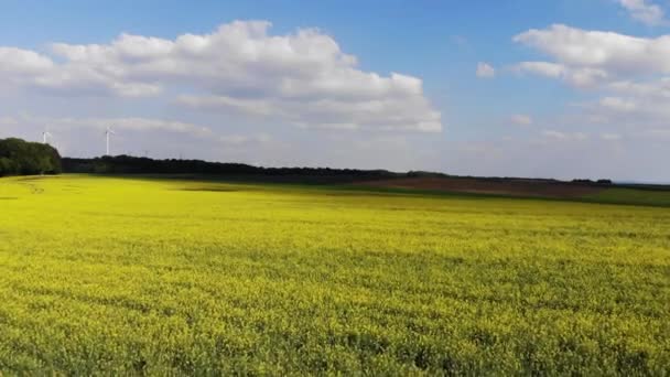 Bella Natura Volo Dei Droni Sui Campi Fiore Primavera — Video Stock