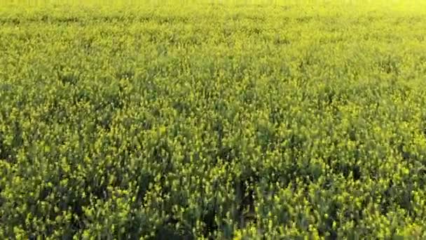 Blooming rapefields on a sunny day - aerial flight scene — Stock Video