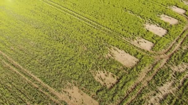 Uçuş üzerinde bir çiftlik kırsal - alanları üzerinde büyük havadan görünümü — Stok video