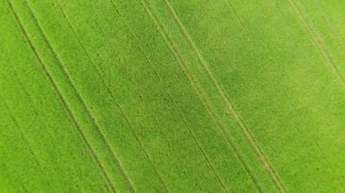 Otlaklar ve ülke alanları yukarıdan - hava drone uçuş