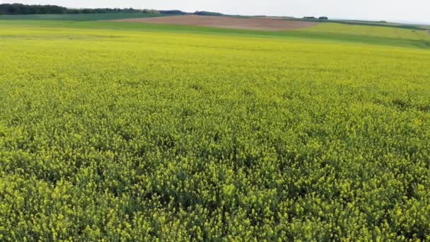 Flygning över en rapefield i landet - vackra flygbilder footage — Stockvideo