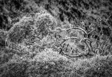 Cornwall, İngiltere'nin Batı sahilinde şaşırtıcı bitki örtüsü