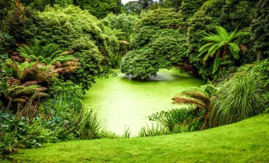 Bir orman ormanda şaşırtıcı bitki örtüsü