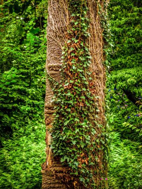 Bir orman ormanda şaşırtıcı bitki örtüsü