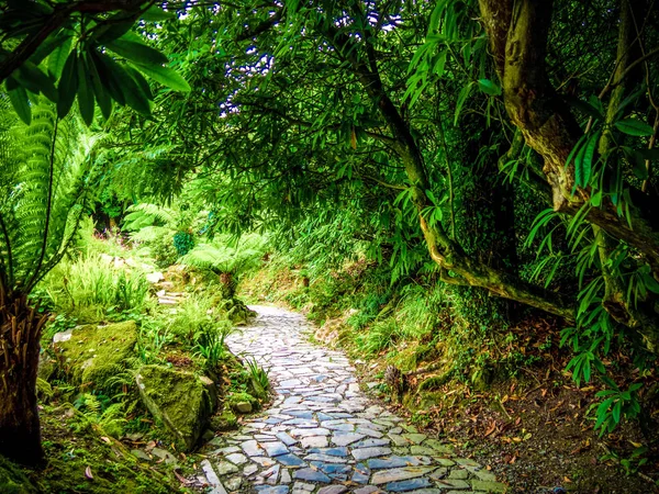 Une végétation impressionnante dans un jardin en Cornouailles — Photo