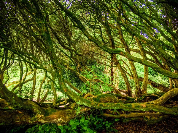 Erstaunliche Vegetation in einem Urwald — Stockfoto