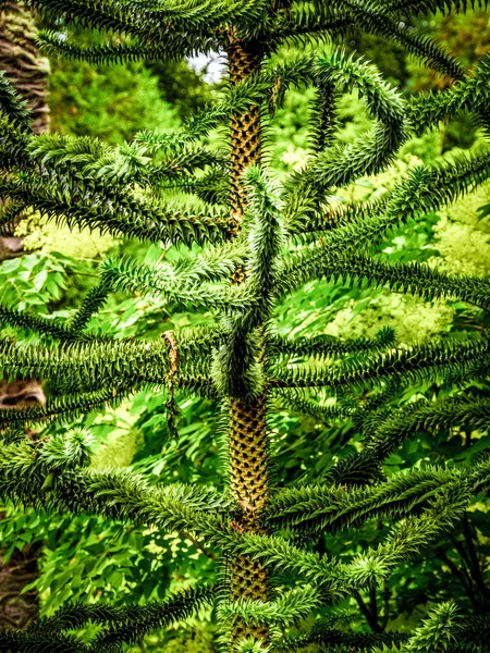 Vegetação incrível em uma floresta na selva — Fotografia de Stock