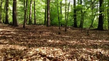 Güneşli bir günde ormanda yürü