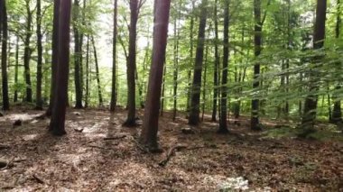 Drone uçuş güneşli bir günde bir orman yoluyla