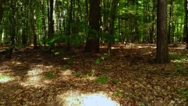 Vol par drone à travers une forêt par une journée ensoleillée 
