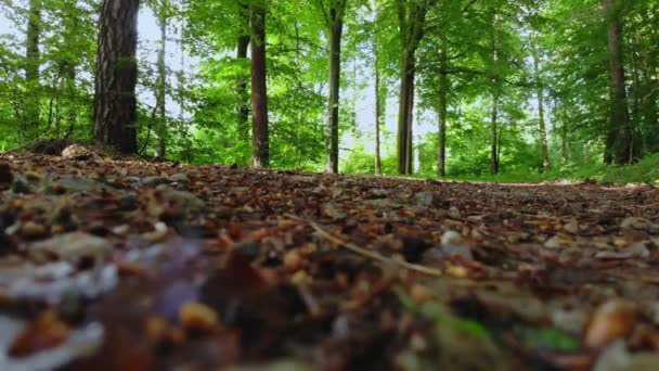 Drone uçuş güneşli bir günde bir orman yoluyla — Stok video