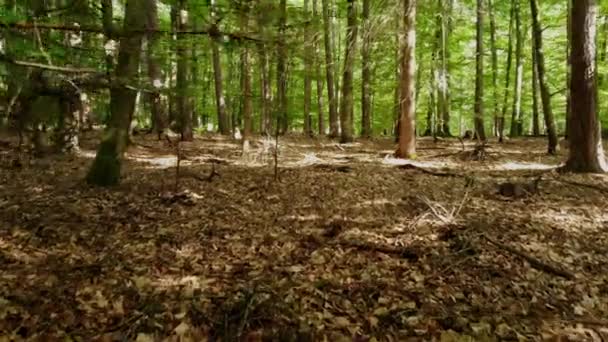 Vuelo de drones a través de un bosque en un día soleado — Vídeos de Stock