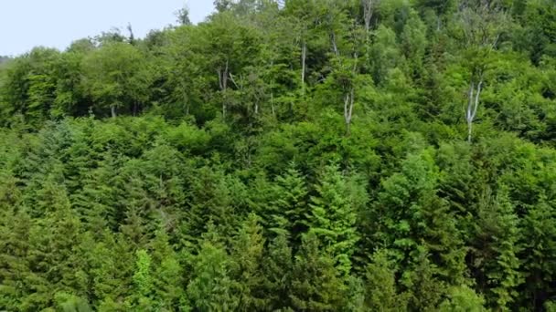 Survolez une forêt profonde - images aériennes de drones — Video