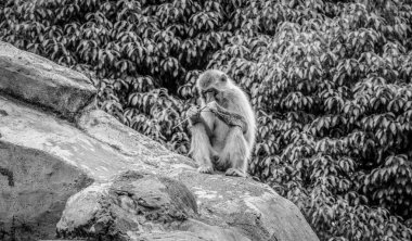 Bir kayaya oturan küçük maymun