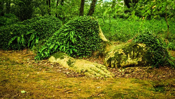Χαμένο Κήπους Του Heligan Στην Κορνουάλη Κορνουάλη Ηνωμένο Βασίλειο Αυγούστου — Φωτογραφία Αρχείου