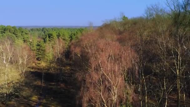 New Forest National Park Inglaterra Partir Cima Vista Aérea — Vídeo de Stock