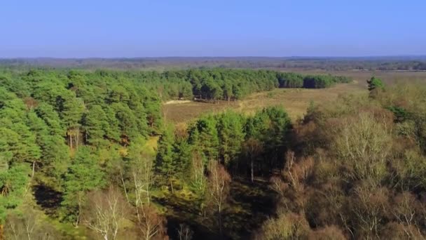 New Forest National Park England Aerial View — Stock Video