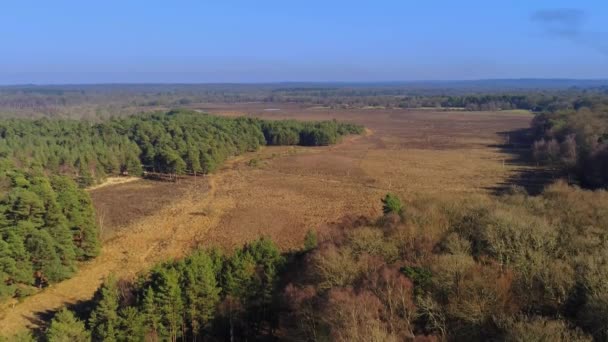Новий Лісовий Національний Парк Англії Зверху Повітряна Вид — стокове відео