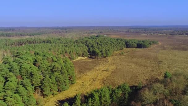 New Forest National Park Inglaterra Partir Cima Vista Aérea — Vídeo de Stock