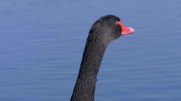美丽的黑天鹅在池塘上游泳 旅游摄影 — 图库视频影像