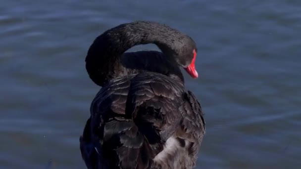 Mooie Zwarte Zwaan Zwemmen Een Vijver Reisfotografie — Stockvideo