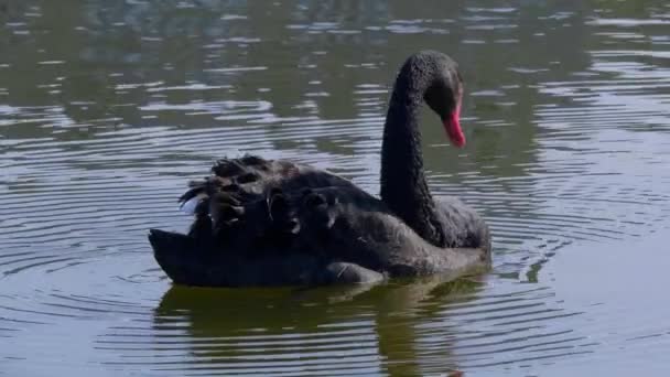 美丽的黑天鹅在池塘上游泳 旅游摄影 — 图库视频影像