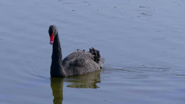 Mooie Zwarte Zwaan Zwemmen Een Vijver Reisfotografie — Stockvideo