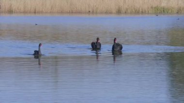 20 Şubat 2019 - Kent, İngiltere - İngiltere'deki Leeds Castle ünlü Siyah Kuğu