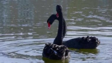 Ingiltere 'de Leeds Castle ünlü siyah Swans-kent, Ingiltere-20 Şubat 2019