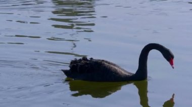 Ingiltere 'de Leeds Castle ünlü siyah Swans-kent, Ingiltere-20 Şubat 2019