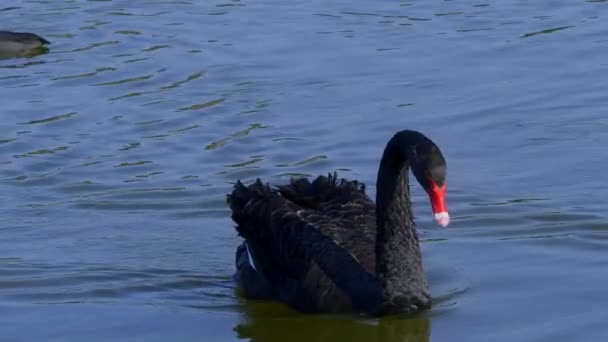 Όμορφος Μαύρος Κύκνος Κολυμπάει Μια Λιμνούλα Kent Αγγλία Φεβρουαρίου 2019 — Αρχείο Βίντεο