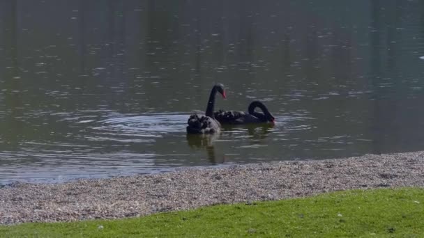 Відомий Чорні Лебеді Лідс Англії Кент Англія Лютого 2019 — стокове відео