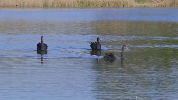 Famosos Cisnes Negros Castelo Leeds Inglaterra Kent Inglaterra Fevereiro 2019 — Vídeo de Stock