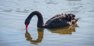 Güzel siyah kuğu bir gölet üzerinde yüzüyor - gezi fotoğrafçılığı
