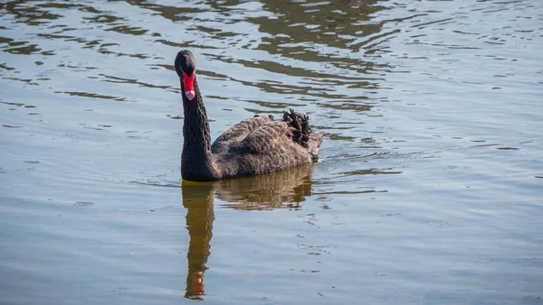 Hermoso Cisne Negro Está Nadando Estanque Fotografía Viaje — Foto de Stock