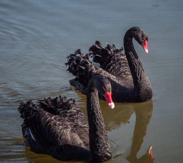 Hermosos Cisnes Negros Nadando Estanque — Foto de Stock